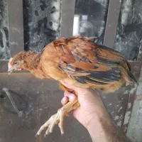 جوجه مرغ و خروس گلپایگانی|پرنده|قائم‌شهر, |دیوار