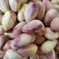 حراج فوری پسته سفید اعلاء تازه