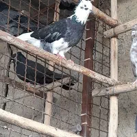 کبوتر ..کفتر|پرنده|کرج, بنیاد|دیوار
