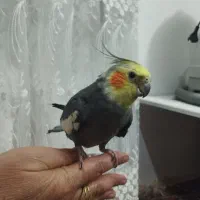 عروس هلندی|پرنده|تربت‌حیدریه, بالا ولایت|دیوار