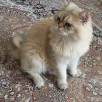 گربه نژاد بریتیش گلد