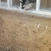 جوجه سبرایت ۳ ماهه