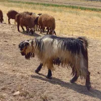 نربز|حیوانات مزرعه|الیگودرز, |دیوار