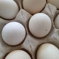 تخم مرغ