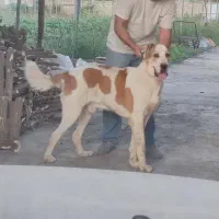 واگذاری سگ نگهبان آلابای|سگ|سرخنکلاته, |دیوار