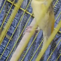 فروش قناری و|پرنده|مرودشت, فرهنگ|دیوار