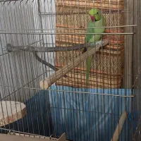 طوطی ملنگو ۲/۵ساله ماده بسیار سالم وخونگرم|پرنده|ری, ملک‌آباد|دیوار