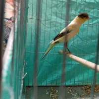 3 عدد قناری نر و ماده(معاوضه و فروش)|پرنده|آستانه اشرفیه, |دیوار