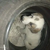 توله سگ