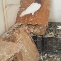 طوقی سرخ|پرنده|اسفراین, |دیوار