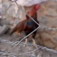 حیوانات مرغوب خروس|حیوانات مزرعه|سبزوار, قصبه شرقی|دیوار