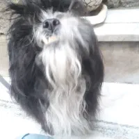 سگ پشمالو