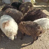 بره نر و ماده درجه 1
