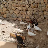 بوقلمون و مرغ خروس محلی واردک اسرائیلی خروس مشکی|حیوانات مزرعه|بومهن, |دیوار
