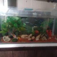 ماهی|ماهی|قوچان, |دیوار