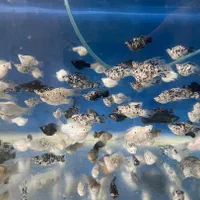 فروش انواع ماهیان گیاهخوار گوشتخوار گیاهان طبیعی|ماهی|گرگان, |دیوار