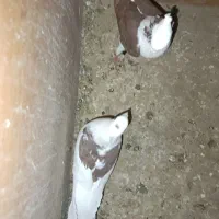 کبوتر|پرنده|مینودشت, |دیوار