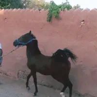 مادیان شجره دار ابستن بانوه انسیاتور|اسب و تجهیزات اسب‌سواری|خمینی‌شهر, |دیوار