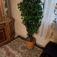درختچه انگور