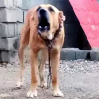 خراسان و افغان