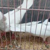 جفت کبوتر