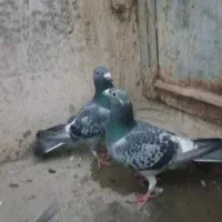 کبوتر پلاکی|پرنده|کرمانشاه, |دیوار