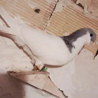 شصتی گبودنر