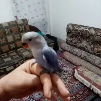 برزیلی خوش رنگ