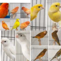 پرنده سرا. قناری شلاقی خون نژاد دار