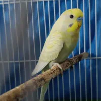 جفت مرغ عشق مولد