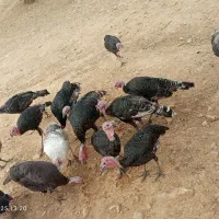 مرغ خروس بوقلمون|حیوانات مزرعه|شیراز, ارم|دیوار