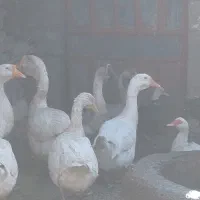 قوقاز پرو پاچه دار درشت بالغ|حیوانات مزرعه|گنبد کاووس, |دیوار