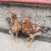 جوجه خانگی مرغ