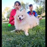 سگ پامرین|سگ|مشهد, هنرور|دیوار