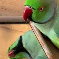 ملنگو فوق استسنایی