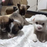 ۴عددسگ ماده ازنژاداشپیتز|سگ|اراک, |دیوار