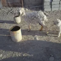 گوسفند ماده  با بره