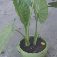 گل‌باباادم