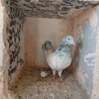 پنج عدد کبوتر فروشی