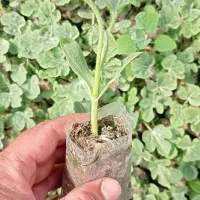 فروش نشاء هندوانه توکیتا و میکادو