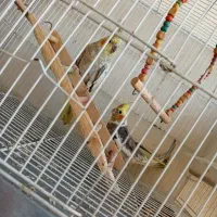 عروس هلندی میخواد تخم کنه