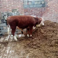 گوساله سمینتال نر درجه یک تخمی