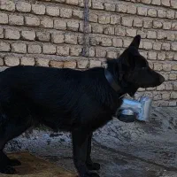 ژرمن بلک|سگ|صباشهر, |دیوار