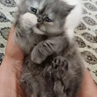 پرشین ماده|گربه|فولادشهر, B4|دیوار