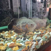 اسکار تایگر جفت ۱۸ سانتی