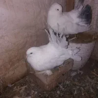 کبوتر دم چتری پرپا کله لرزون|پرنده|گلبهار, شهر جدید گلبهار|دیوار