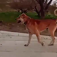 واگذاری خراسانی