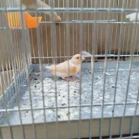 قناری اصل کار داده