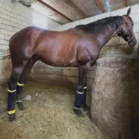 اسب تروبرد کورس پرش