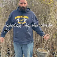 نهال گلدانی انار دانه سیاه